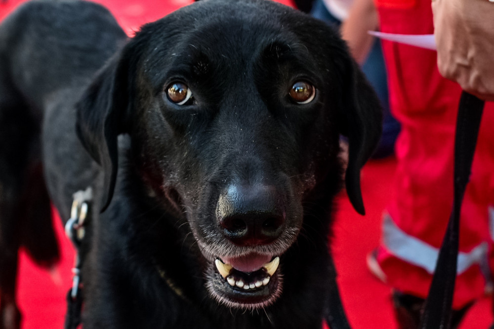 Χαλκιδική: Νεκροί 21 σκύλοι από φονικά δολώματα