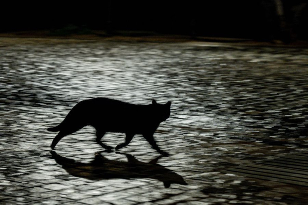Θεσσαλονίκη: πρόστιμο 270.000 ευρώ σε 55χρονο για εγκατάλειψη 9 γατιών στην Καλαμαριά