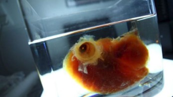 Γερμανοί επιστήμονες δημιούργησαν διαφανή ανθρώπινα όργανα