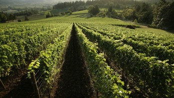 Καλλιεργητικές φροντίδες σε αμπέλια και οπωροφόρα