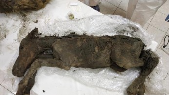 Υγρό αίμα και ούρα βρέθηκαν σε άλογο 42.000 ετών!