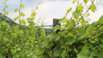 Η σκούφια του αμπελιού