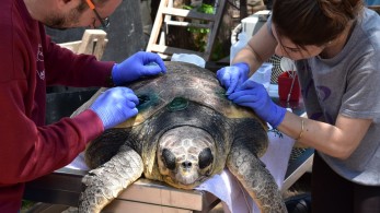 Ειρήνη Κασιμάτη: Η… ηρωίδα των θαλάσσιων χελωνών