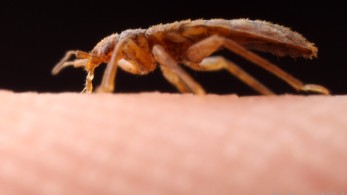 Οι κοριοί υπάρχουν από την εποχή των δεινοσαύρων!