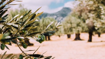 Εφιαλτικά φθίνει η ελαιοκαλλιέργεια στην Ελλάδα!