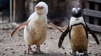 Πιγκουίνοι συνελήφθησαν επειδή διέρρηξαν εστιατόριο σούσι!