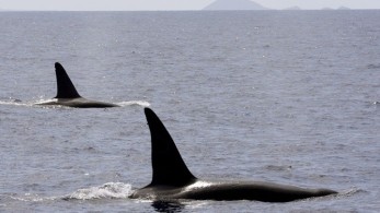 Ισπανία: «Δένουν» τα ιστοφόρα λόγω επιθέσεων από… όρκες