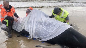 Τασμανία: Τουλάχιστον 380 νεκρές φάλαινες – πιλότοι
