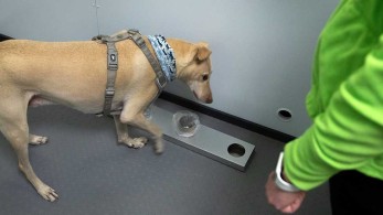 Αεροδρόμιο Ελσίνκι: Σκύλοι χρησιμοποιούνται για την ανίχνευση του κορωνοϊού