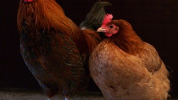 Ο Βορίδης προτείνει την κατάργηση των κλουβιών για τις κότες