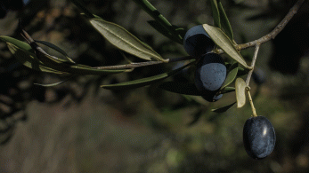 Η κυβέρνηση στηρίζει την ελαιοκομία: 126 εκατ. σε 145 χιλιάδες γεωργούς