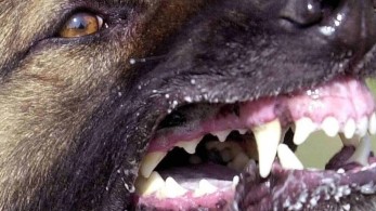 Σκύλος επιτέθηκε σε 7χρονο παιδί στη Μεσσήνη – Το τραυμάτισε σοβαρά στο λαιμό