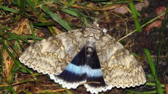 Στο Τσερνόμπιλ ανακάλυψαν πεταλούδα σε μέγεθος… πουλιού