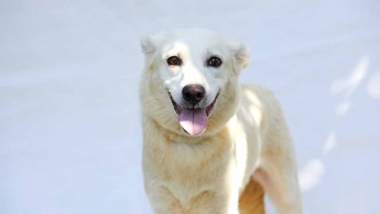 Αδέσποτα: 1,5 τόνο τροφές, φάρμακα και εξοπλισμό για τα καταφύγια Φαρσάλων και Καρδίτσας από τη ΝΔ