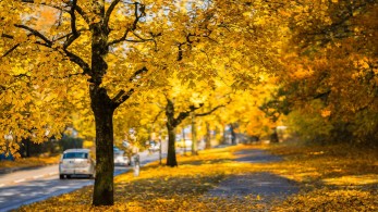 Οι προκλήσεις του φθινοπώρου για τους οδηγούς: Πεσμένα φύλλα, βροχή και ομίχλη