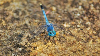 Στην Ευρώπη θα «εισβάλουν» 2.500 νέα ξενικά είδη έως το 2050