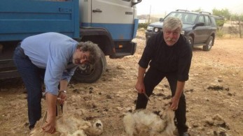 Πολάκη ροβόλα τα, τα γίδια και τα πρόβατα…