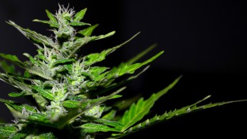 Ουάσινγκτον-Νιού Τζέρζι: Υπέρ της αποποινικοποίησης μαριχουάνας και ψυχεδελικών ναρκωτικών οι ψηφοφόροι