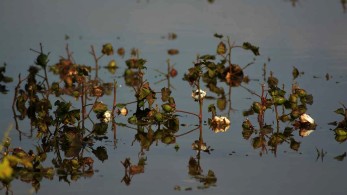 Ιανός-ΕΛΓΑ: Τις επόμενες ημέρες οι αποζημιώσεις στους αγρότες