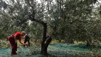 Μετακίνηση για μάζεμα ελιάς: Αυτά είναι τα απαραίτητα έγγραφα