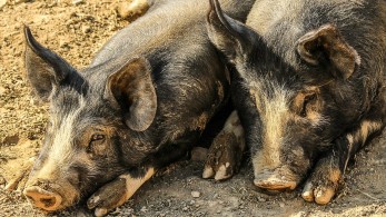 Πρώτη περίπτωση μόλυνσης ανθρώπου από τη γρίπη των χοίρων στον Καναδά