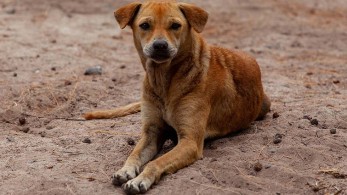 Έως δέκα έτη κάθειρξη για κακοποίηση ζώου