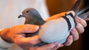 Περιστέρι πέτυχε παγκόσμιο ρεκόρ πώλησης σε δημοπρασία