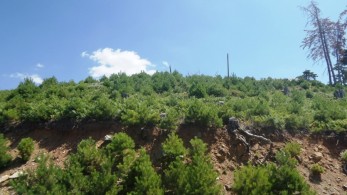 Ξεκινά το μεγαλύτερο πρόγραμμα αναδασώσεων στην Ελλάδα