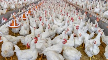 Η Δανία θανατώνει 25.000 κοτόπουλα με γρίπη των πτηνών