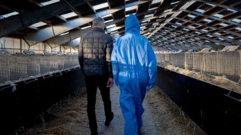 Δανία: Νεκρά βιζόν ξαναβγήκαν στην επιφάνεια από ομαδικούς τάφους