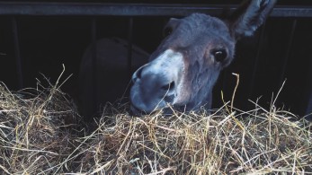 ΣΥΡΙΖΑ: Νέο σποτ για σανοφάγους!