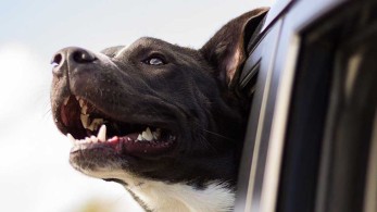 Οι σκύλοι φαίνεται να μυρίζουν τους ανθρώπους με κορωνοϊό