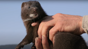 Ευθανασία σε χιλιάδες βιζόν – Αγωνία για μετάλλαξη του ιού