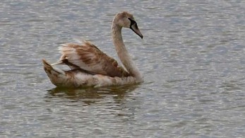 Γερμανία: Κύκνος που θρηνούσε το ταίρι του σταμάτησε την κυκλοφορία των τρένων
