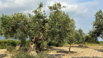 ΥΠΑΑΤ: Πληρώθηκαν 375 εκατ. ευρώ σε περισσότερους από 516 χιλιάδες δικαιούχους