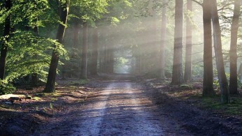 ΥΠΕΝ: Ξεκινά σήμερα η ανάρτηση των δασικών χαρτών