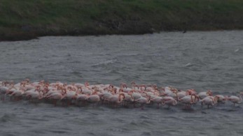 Μυτιλήνη: Πώς τα φλαμίνγκο στην Καλλονή προστατεύονται από το κρύο