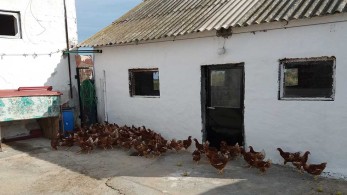 Σέρρες: Πτηνοτροφική μονάδα παράγει αβγά με …φασκόμηλο