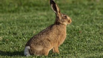 Λαθροκυνηγοί: Τους έβαλαν πρόστιμο τους πήραν και… τον λαγό!