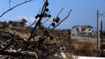 Μάτι: Πράσινη αναζωογόννηση περιοχών με χρηματοδότηση της Περιφέρειας Αττικής