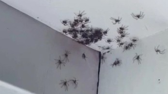 Αυστραλία: Εφιάλτης με αράχνες σε παιδικό δωμάτιο