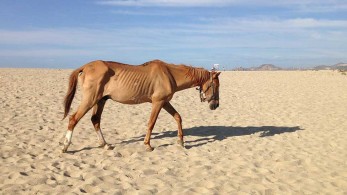 Παγκόσμιο Οικονομικό Φόρουμ: Κίνδυνος “μαζικών λιμών”