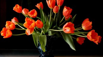 Τα φυτά στο σπίτι βελτιώνουν την ψυχική υγεία στη διάρκεια του lockdown