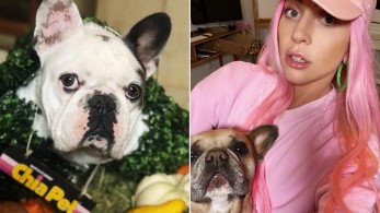 Επεστράφησαν τα δύο σκυλάκια της  Lady Gaga