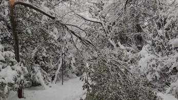 Τα κλαδιά, των κλαδιών, ω κράτος της πλάκας!