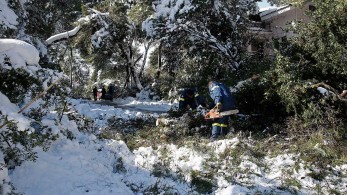 ΚΕΔΕ για το κόψιμο των δέντρων: Δεν είναι ευθύνη των δήμων