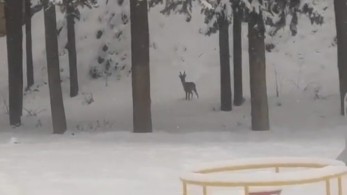 Ζαρκάδια εμφανίστηκαν στο καταχιονισμένο αναψυκτήριο Ελασσόνας (video)