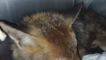 Κρέμασαν ανάποδα ζωντανό αλεπουδάκι –Έγινε χειρουργείο αλλά δεν τα κατάφερε