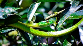 Ψηφιοποιείται το Κόκκινο Βιβλίο των Απειλούμενων Ειδών στην Ελλάδα