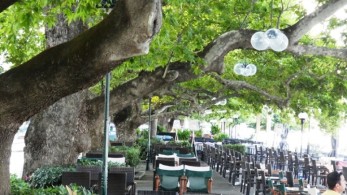 Σώσε μου τον …πλάτανο: Μέτρα για την ασθένεια που απειλεί τα εμβληματικά δέντρα